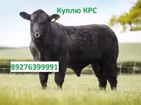 Букачар, Сиырлар — сүрөт 5