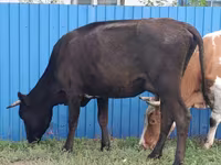 Vaca, Ganado vacuno — foto 1