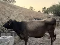 Уй, Украиналык күрөң сүт корозу — сүрөт 2