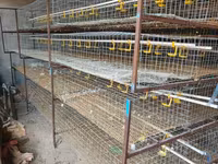 Chickens — 照片 2
