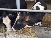 गाय, Swiss cattle — फ़ोटो 6