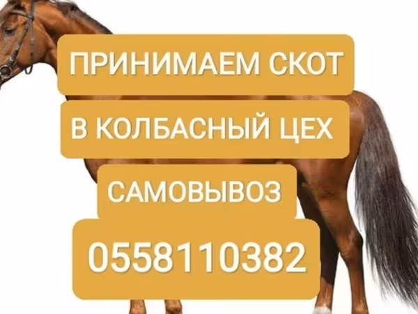 Коровы