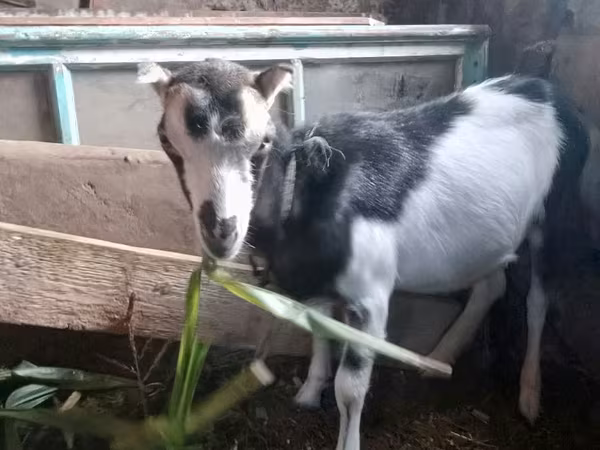 Ешкі, Ешкілер