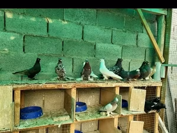 ГолубьХАЛЯЛЬ) . Продаю голубей пародистые есть, есть на мясо кормил