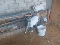 Cabra, Cabras — foto 3