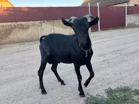 Теке, Murcia-Granada goats — 1-сурет