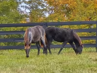 Stute, Rocky Mountain Horse — Foto 6
