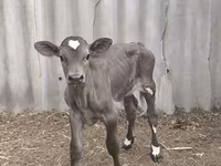 Bulle, Swiss cattle — Foto 4