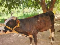 ثور, Simmental cattle — الصورة 1