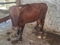 Toro, Ganado vacuno — foto 2
