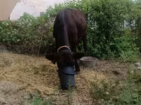 Vaca, Ganado vacuno — foto 4