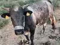 Bulle, Swiss cattle — Foto 4