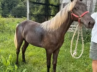 Stute, Rocky Mountain Horse — Foto 2