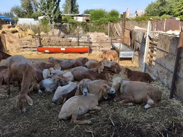 Arashan sheep