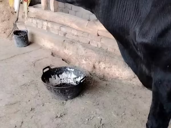 Уй, Сиырлар — Өзбекстан