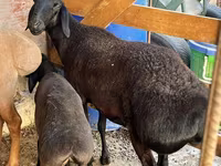公羊, Sheep — 照片 1