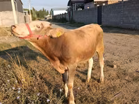 सांड, मवेशी — फ़ोटो 3