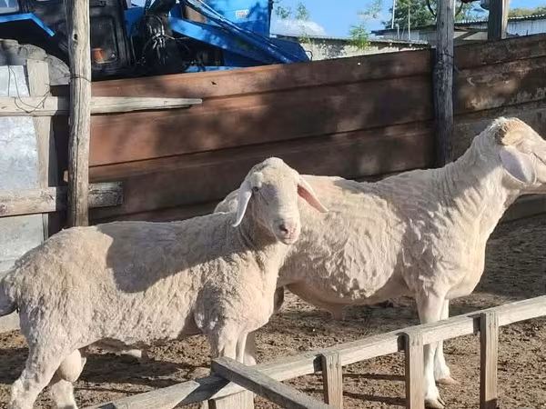 Ram, Sheep