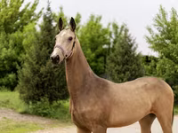 فرس, Akhal-Teke — الصورة 1