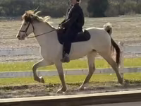 Hengst, Rocky Mountain Horse — Foto 5