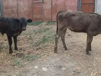母牛, Cattle — 照片 6
