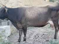 Уй, Украиналык күрөң сүт корозу — сүрөт 1