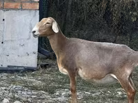 Кочкор, Койлор — сүрөт 1