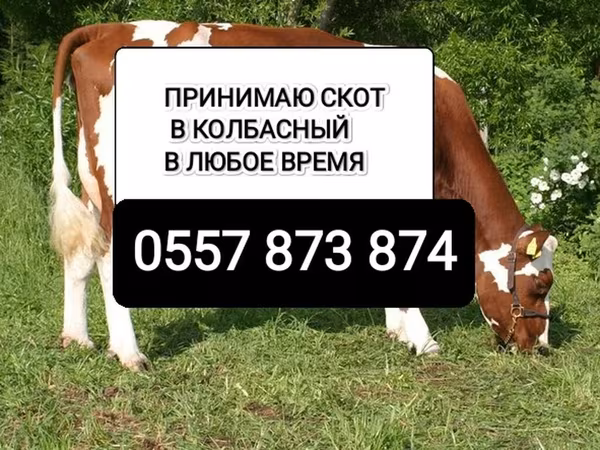 Коровы