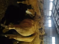 Kuh, Aubrac cattle — Foto 1