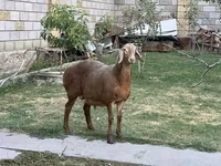 Кочкор, Гиссар койу — сүрөт 3