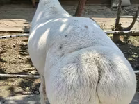 Кочкор, Койлор — сүрөт 2