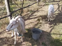 Ziege, LaMancha goats — Foto 2