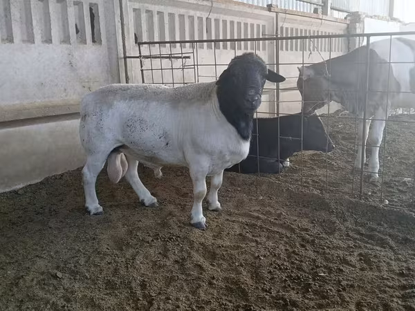 Dorper sheep
