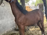 Caballo, Caballos — foto 1