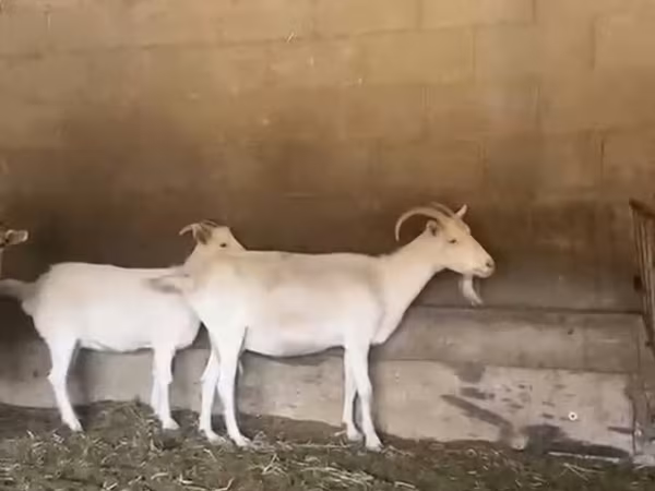 Эчки, Помеллата козу