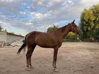 Stute, Canadian horse breed — Foto 2
