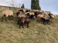 Schaf, Schafe — Foto 5