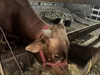 Toro, Ganado vacuno — foto 1