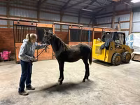 Hengst, Rocky Mountain Horse — Foto 6