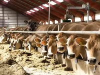 Kuh, Holstein-Rasse — Foto 8