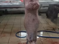 Баранина и субпродукты. Забой и разделка на мясокомбинате — Foto 3