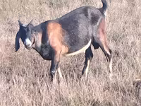 Billy Goat, Nubian Goat — photo 3
