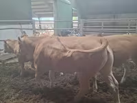 Vaca, Blonde d’Aquitane cattle — foto 3