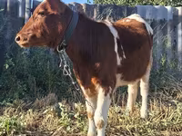 Vaca, Ganado vacuno — foto 3