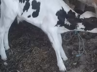 Bull, Holstein breed — photo 1