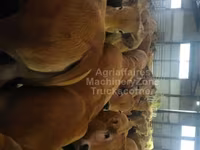 Kuh, Aubrac cattle — Foto 2