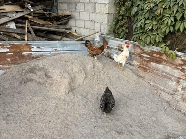 Chickens — Kirguistán
