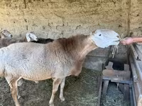 Кочкор, Гиссар койу — сүрөт 2
