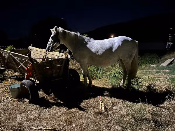 母马, Horses