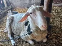 公羊, Awassi sheep — 照片 1